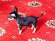 Russian Toy Terrier Puppies for sale in Columbus, OH, USA. price: $350