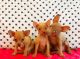 Russian Toy Terrier Puppies for sale in Brooklyn, NY, USA. price: NA