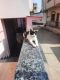 Russian White Cats for sale in Wassepur, Dhanbad, Jharkhand, India. price: 5000 INR