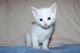 Russian White Cats for sale in New York, NY, USA. price: NA