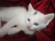 Russian White Cats for sale in Lynn, MA, USA. price: $400