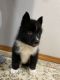 Russo-European Laika Puppies for sale in Clackamas, OR, USA. price: NA
