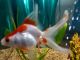 Ryukin goldfish Fishes for sale in South Zanesville, OH 43701, USA. price: NA