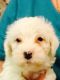 Saarlooswolfhond Puppies for sale in Haleiwa, HI 96712, USA. price: NA