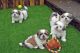 Saarlooswolfhond Puppies for sale in Dallas, TX, USA. price: $400
