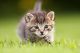 Safari Cats for sale in Hilliard, OH, USA. price: NA