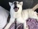 Sakhalin Husky Puppies for sale in Trinity, TX 75862, USA. price: $1,500