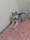 Sakhalin Husky Puppies for sale in Pune, Maharashtra, India. price: 30000 INR