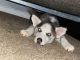 Sakhalin Husky Puppies for sale in 944 Pine Ridge Dr, Stone Mountain, GA 30087, USA. price: NA