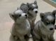 Sakhalin Husky Puppies for sale in Indiranagar, Bengaluru, Karnataka, India. price: 30000 INR