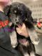 Sakhalin Husky Puppies for sale in Millsboro, DE 19966, USA. price: NA