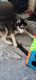 Sakhalin Husky Puppies for sale in HUNTINGTN STA, NY 11746, USA. price: $800