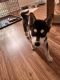 Sakhalin Husky Puppies for sale in Pickens, SC 29671, USA. price: $300