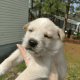 Sakhalin Husky Puppies for sale in Newton Grove, NC 28366, USA. price: $100