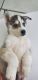 Sakhalin Husky Puppies for sale in Phoenix, AZ, USA. price: $500