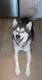 Sakhalin Husky Puppies for sale in Salt Lake City, UT 84111, USA. price: NA