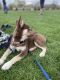 Sakhalin Husky Puppies for sale in Indianapolis, IN, USA. price: NA