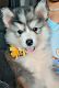 Sakhalin Husky Puppies for sale in Austell, GA, USA. price: $650