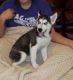 Sakhalin Husky Puppies for sale in Melbourne VIC, Australia. price: NA