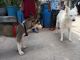 Sakhalin Husky Puppies for sale in Bhalswa Dairy, Bhalswa, Delhi, 110042, India. price: 5000 INR