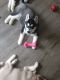 Sakhalin Husky Puppies for sale in Warrensburg, IL, USA. price: NA