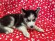 Sakhalin Husky Puppies for sale in 102 W South St, Avon, IL 61415, USA. price: $500
