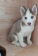 Sakhalin Husky Puppies for sale in 102 W South St, Avon, IL 61415, USA. price: $700