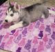 Sakhalin Husky Puppies for sale in 760 Laxford Rd, San Jacinto, CA 92583, USA. price: $500