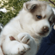 Sakhalin Husky Puppies for sale in Aurangabad, Maharashtra, India. price: 45000 INR