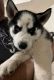Sakhalin Husky Puppies for sale in Flowery Branch, GA, USA. price: NA