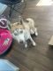 Sakhalin Husky Puppies for sale in Kissimmee, FL 34759, USA. price: NA