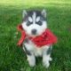Sakhalin Husky Puppies for sale in Las Cruces, NM, USA. price: NA