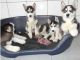 Sakhalin Husky Puppies for sale in Tulsa, Oklahoma. price: $500
