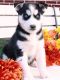Sakhalin Husky Puppies for sale in Abu Dhabi - Abu Dhabi - United Arab Emirates. price: 400 AED
