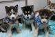 Sakhalin Husky Puppies for sale in Cambridge, MA, USA. price: NA