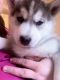 Sakhalin Husky Puppies for sale in Jacksonville, FL, USA. price: NA