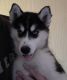 Sakhalin Husky Puppies for sale in Springfield, IL, USA. price: NA