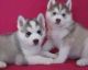 Sakhalin Husky Puppies for sale in Montgomery, AL, USA. price: NA