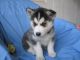 Sakhalin Husky Puppies for sale in Scottsdale, AZ, USA. price: NA