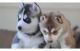 Sakhalin Husky Puppies for sale in San Francisco, CA, USA. price: NA