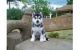 Sakhalin Husky Puppies for sale in Thousand Oaks, CA, USA. price: NA