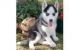 Sakhalin Husky Puppies for sale in West Covina, CA, USA. price: NA