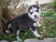 Sakhalin Husky Puppies for sale in Woodville, AL 35776, USA. price: NA