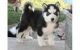 Sakhalin Husky Puppies for sale in Woodland, AL 36280, USA. price: NA