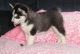 Sakhalin Husky Puppies for sale in Wing, AL 36483, USA. price: NA