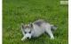 Sakhalin Husky Puppies for sale in Andalusia, AL, USA. price: NA