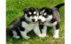 Sakhalin Husky Puppies for sale in Belk, AL, USA. price: NA