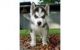 Sakhalin Husky Puppies for sale in Calera, AL, USA. price: NA