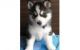 Sakhalin Husky Puppies for sale in Castleberry, AL 36432, USA. price: NA