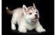 Sakhalin Husky Puppies for sale in Dadeville, AL, USA. price: NA